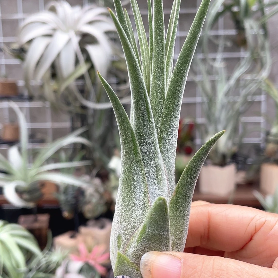 蛇精10号空气凤梨