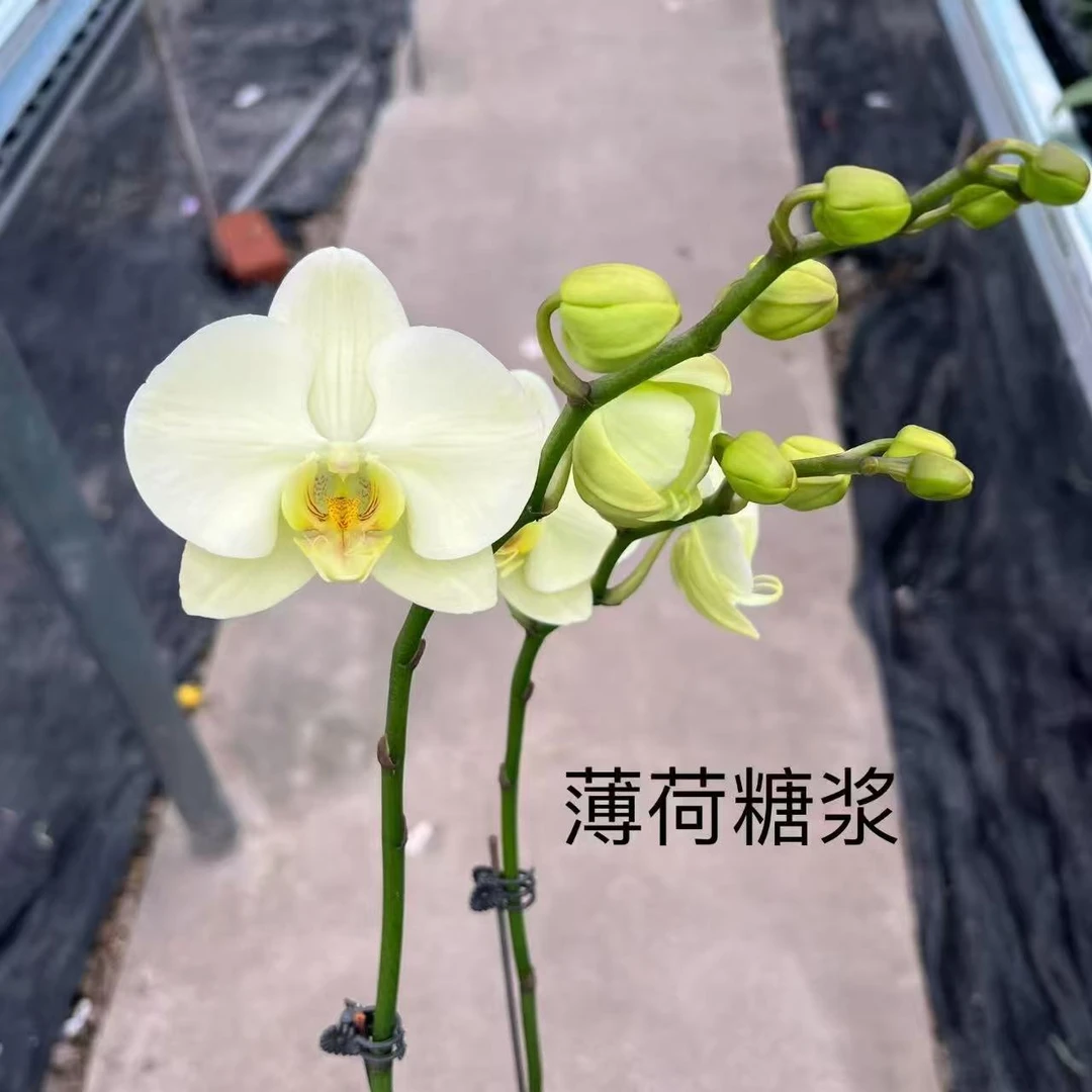 【薄荷糖浆】3.0寸双花剑中大花型 高品质精品蝴蝶兰