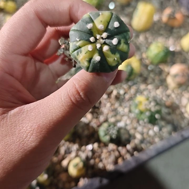 一物一拍，实生兜锦！！！