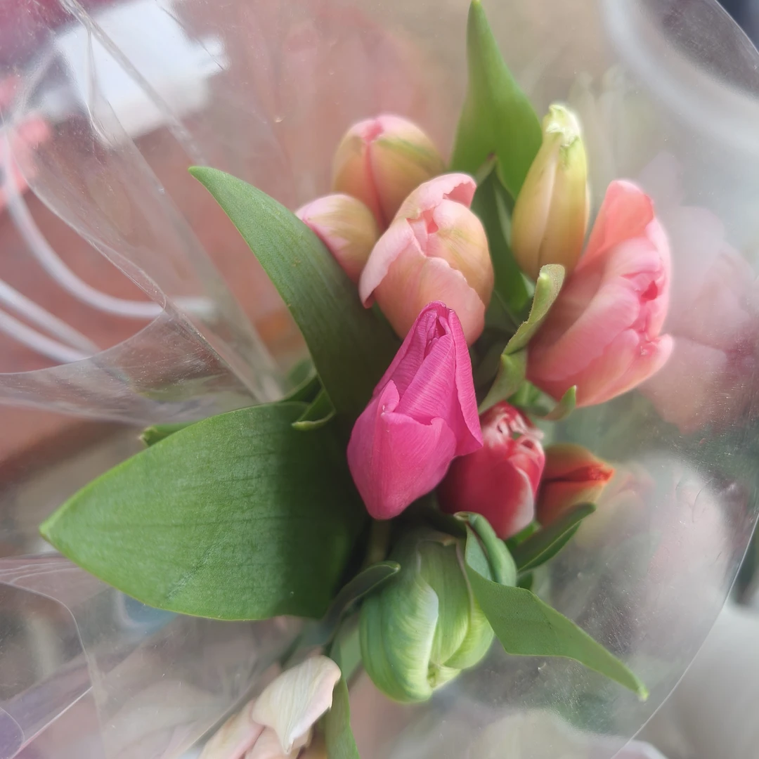 混色郁金香10支