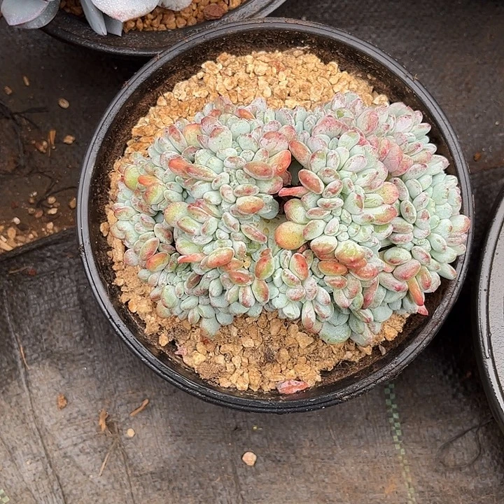 多肉植物一物一拍