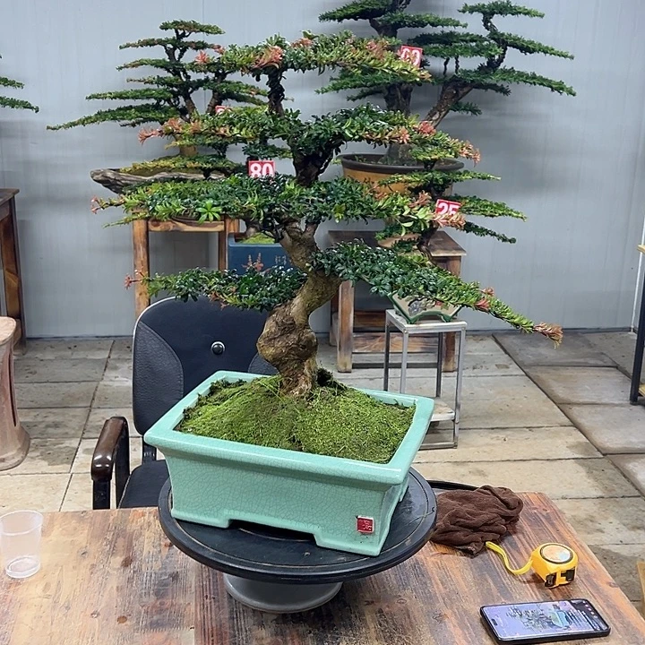 无花朵红芽珍珠罗汉松