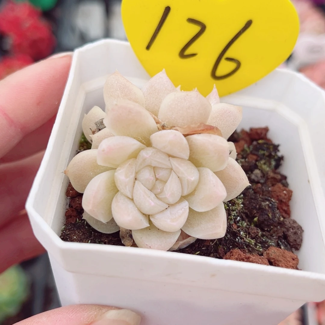 126号小老桩奶油玫瑰双头