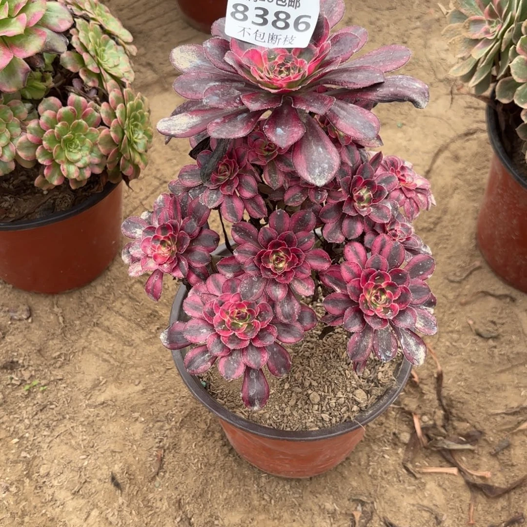 N. 8386香奈儿多肉植物，ba