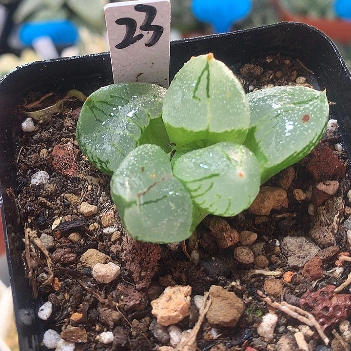 23号虞美人一物一拍