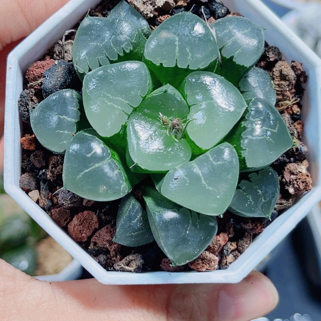 姬翠寿多肉植物6666