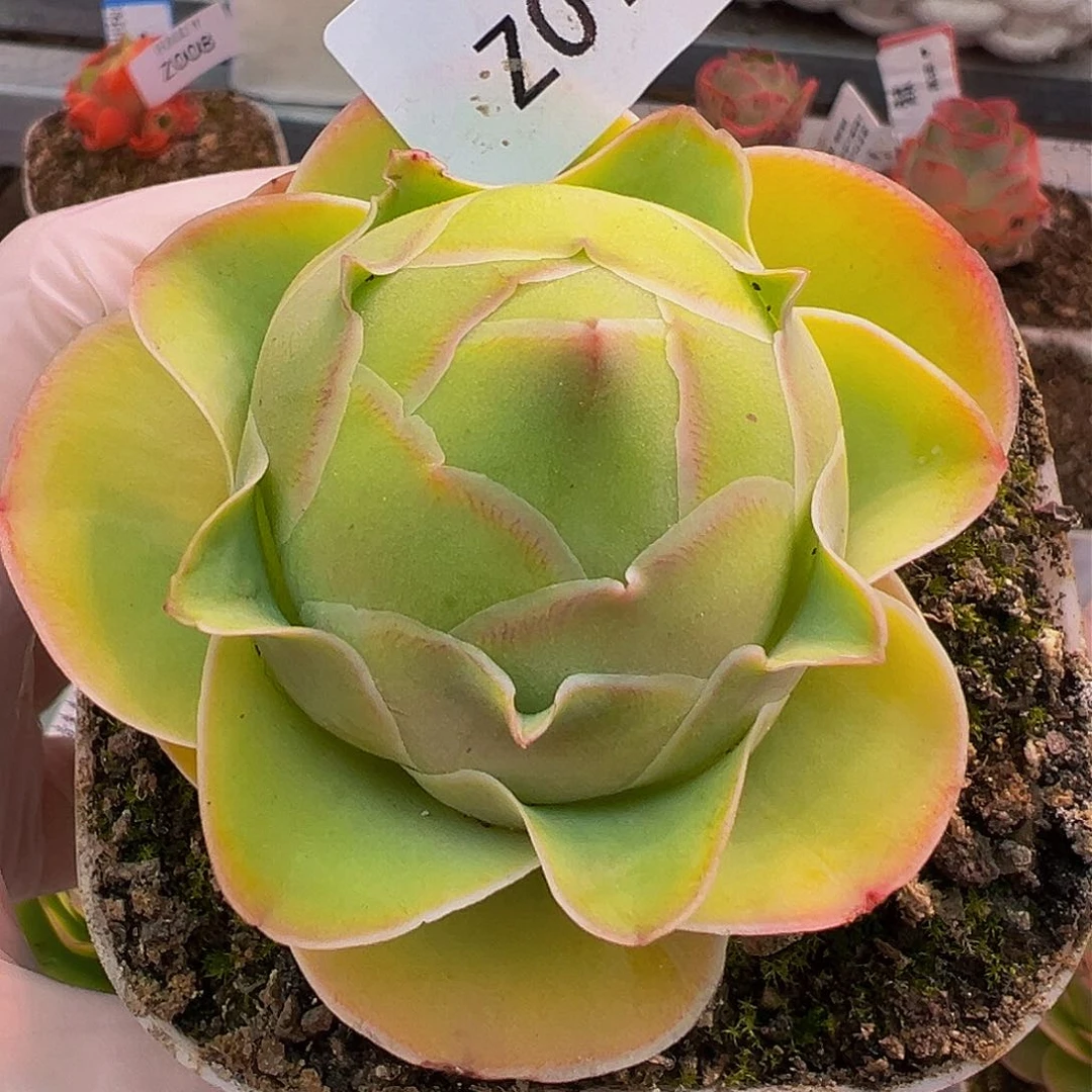 朱018 不知名包子