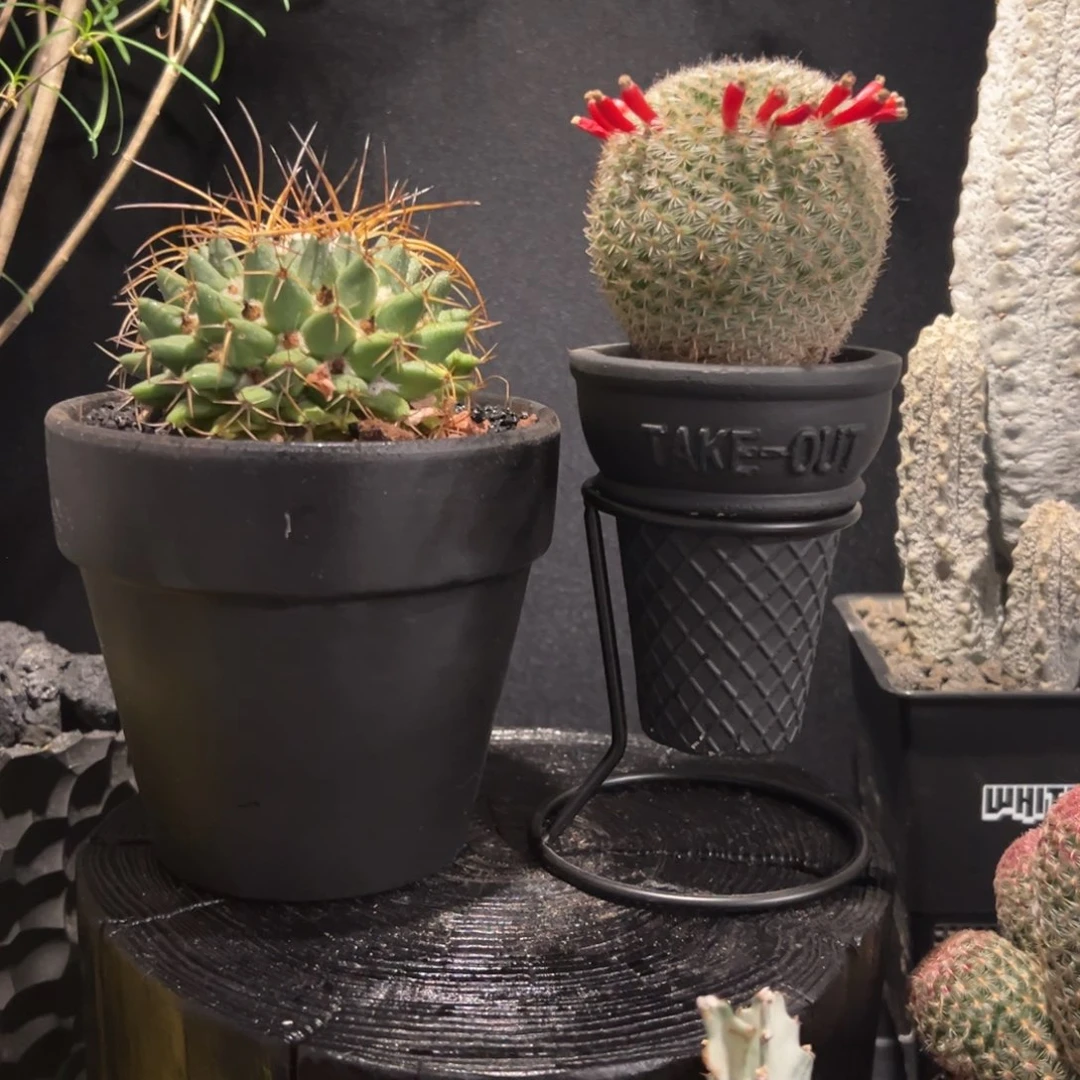 A13两盆一起一物一拍