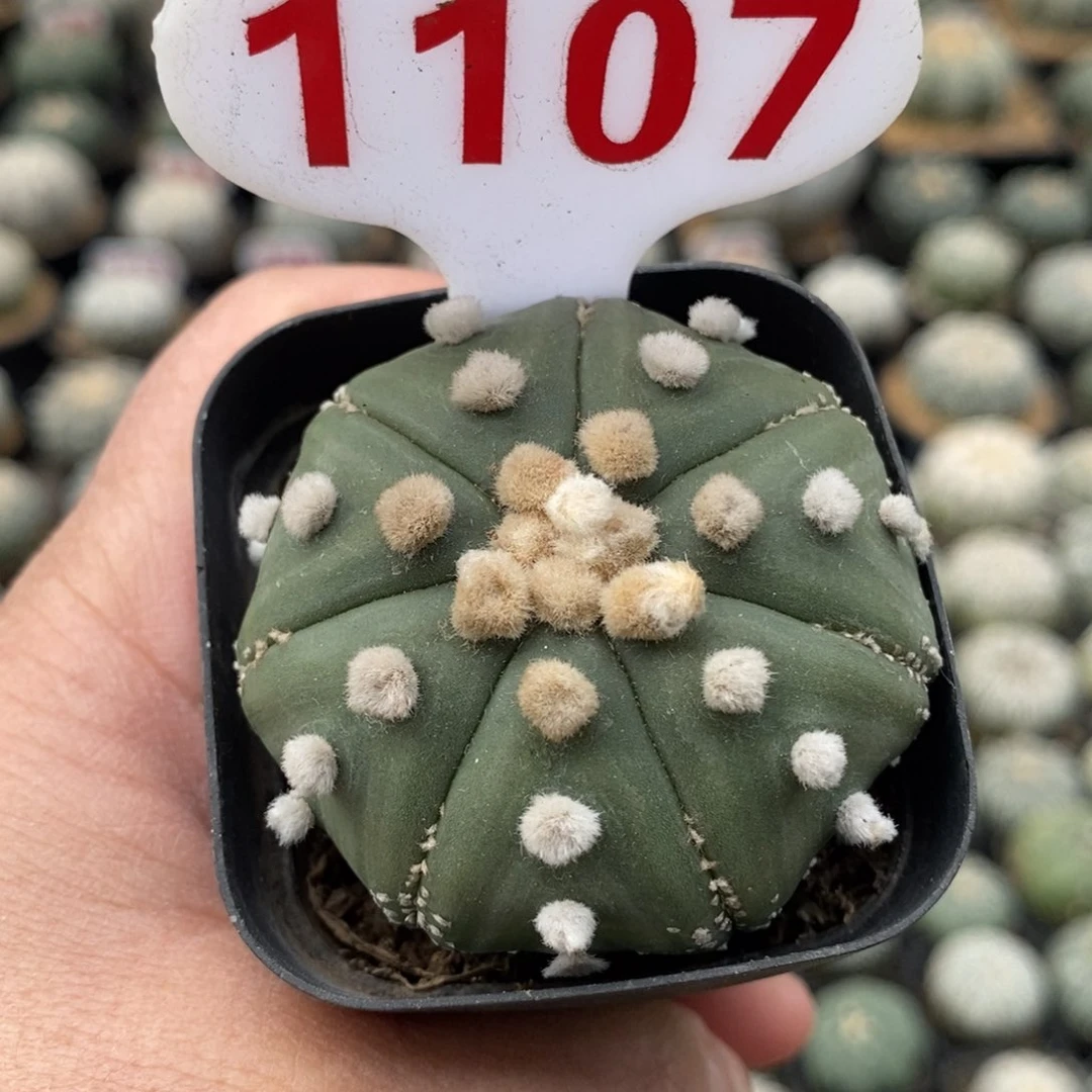 1107福利系列来了来了