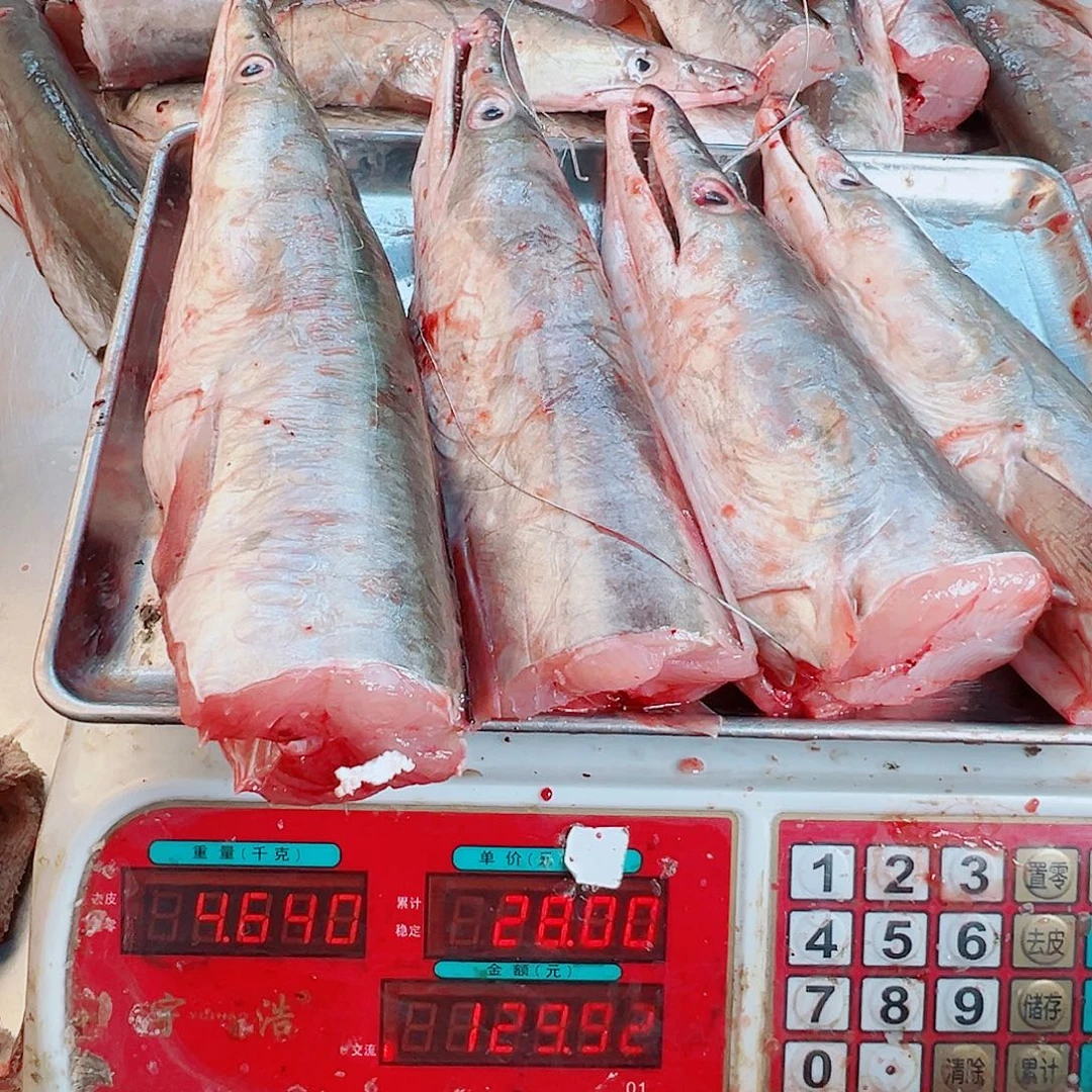 中国大陆四个鳗鱼头