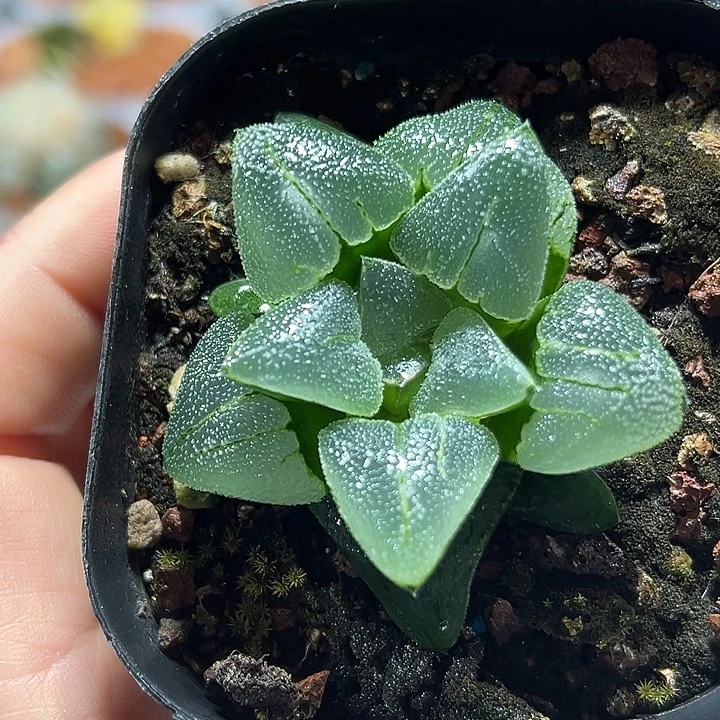 十二卷多肉月亮石