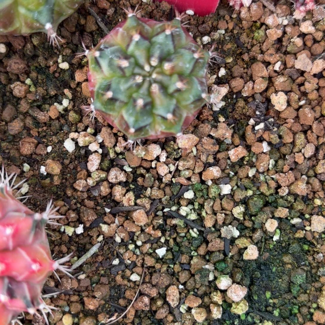 183-1218泰国发货多肉