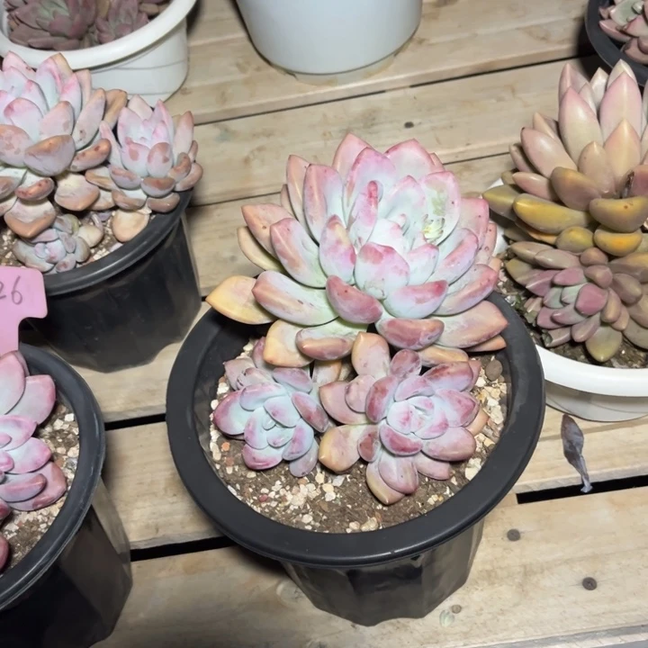 奥普多肉植物213