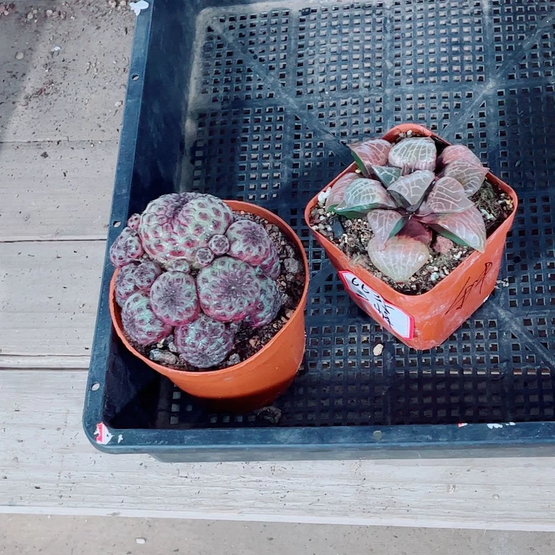 紫丽丸粉玻璃一勿一拍