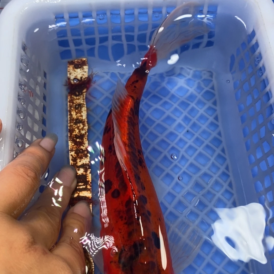 锦鲤冷水锦鲤包邮