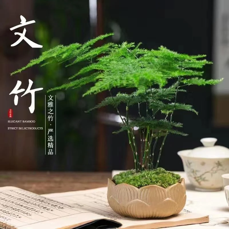 文竹盆栽室内绿植好养桌面古风艺术小盆景桌面茶几办公摆件装饰