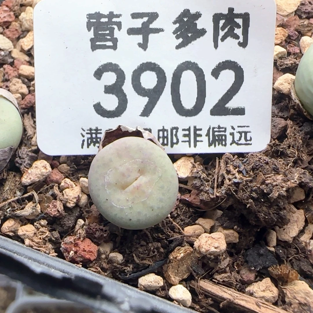 奶油嘴脱土。