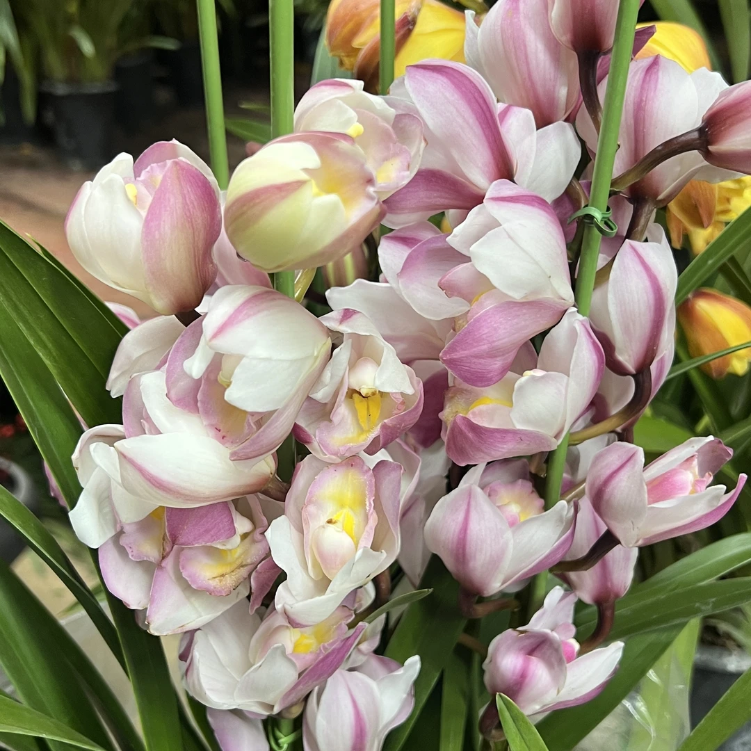 1823【5A直兰】大花蕙兰年宵花盆栽花卉多年生室内阳台