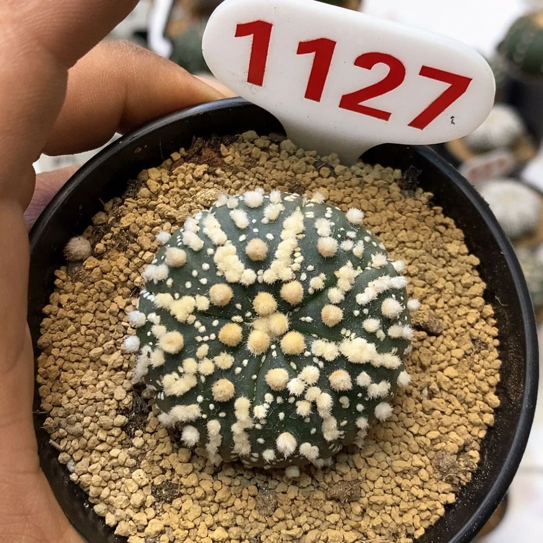 1127花园福利特价来了
