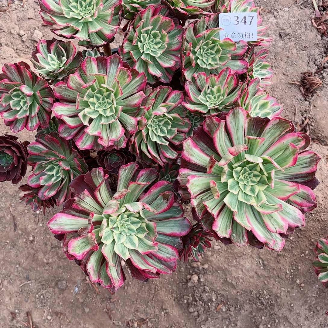 无花朵多肉植物347