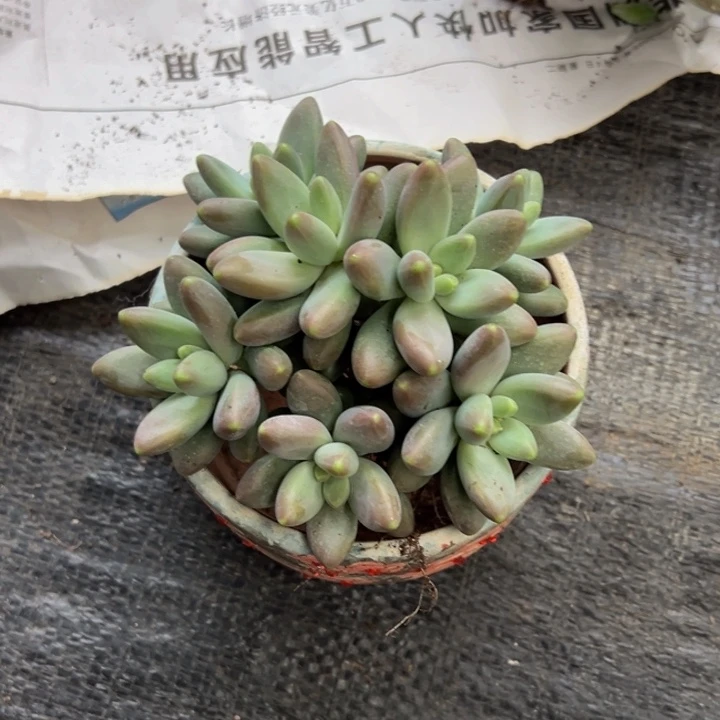 戴蒙德正版多头朵朵缀周周