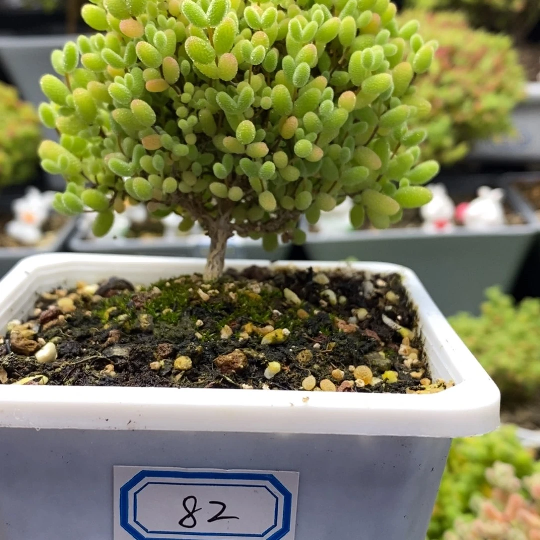 风*乱82号优选蜜橘糖球多肉