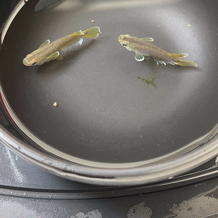 青鳉鱼奶酪2条10号