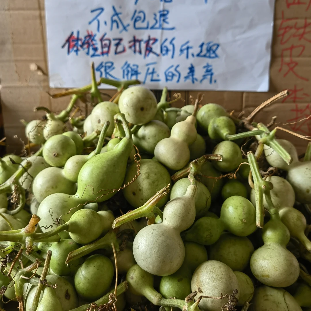 青皮天津嘴葫芦，19.9五把包邮，不成包退