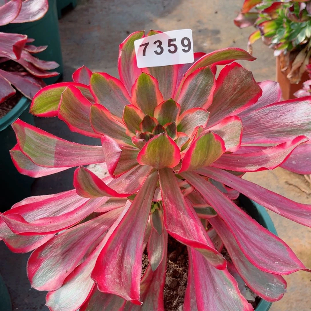 红魔女多肉发货发货