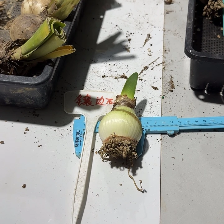 镶边石竹朱顶红一棵5.0