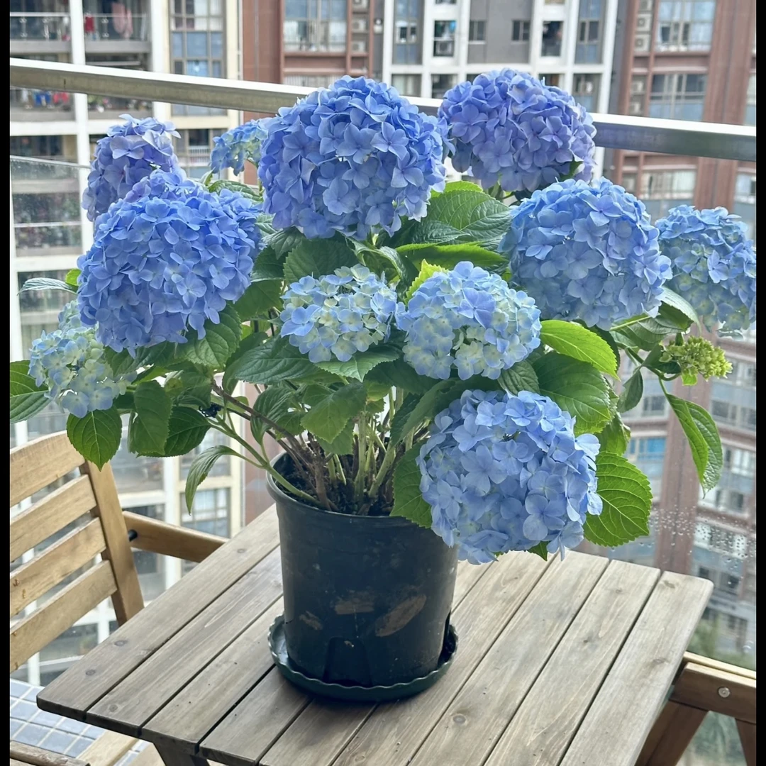 淡蓝花园【2加仑】大花绣球盆栽-花园阳台庭院绣球盆栽绿植植物