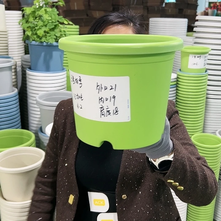 特价3号四季口21高18果绿无托10只