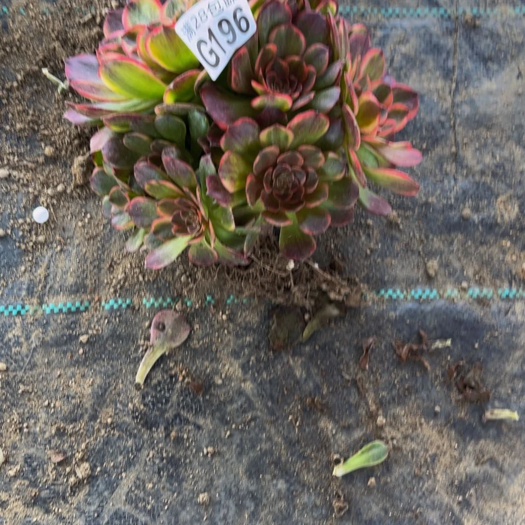 196多肉植物一物一拍