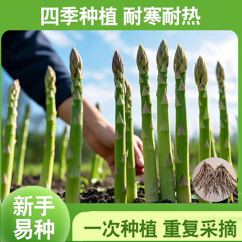 芦笋苗根绿色苗芦笋苗种非转基因四季蔬菜苗阳台盆栽多年采收根苗