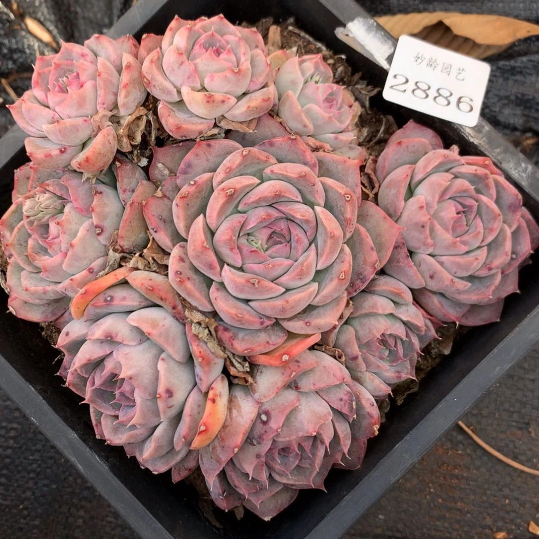 2886杂交精品基地16厘米