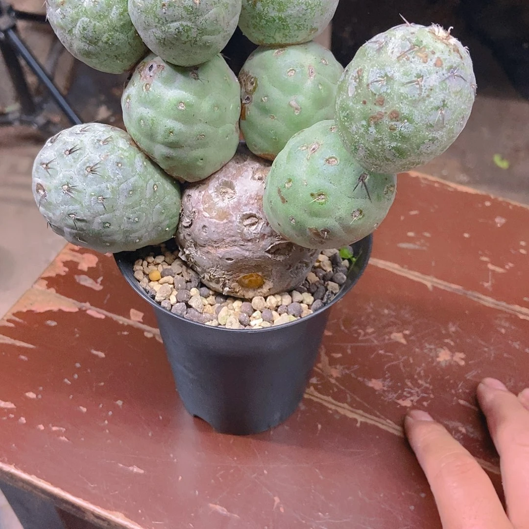 习志野一个一物一拍