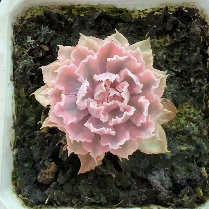 晚霞之舞锦多肉植物