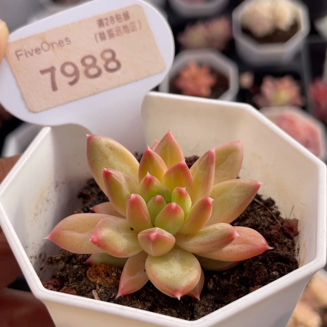 甲骨文7988-5.0厘米