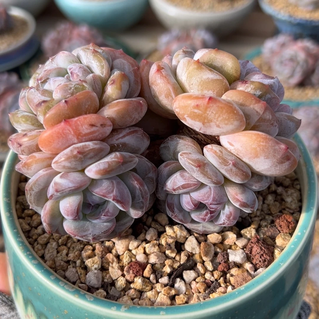 ****月六头短肥圆包脸紫心