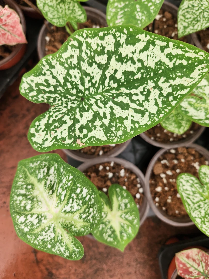 花都优选 彩叶芋 （白光辉）