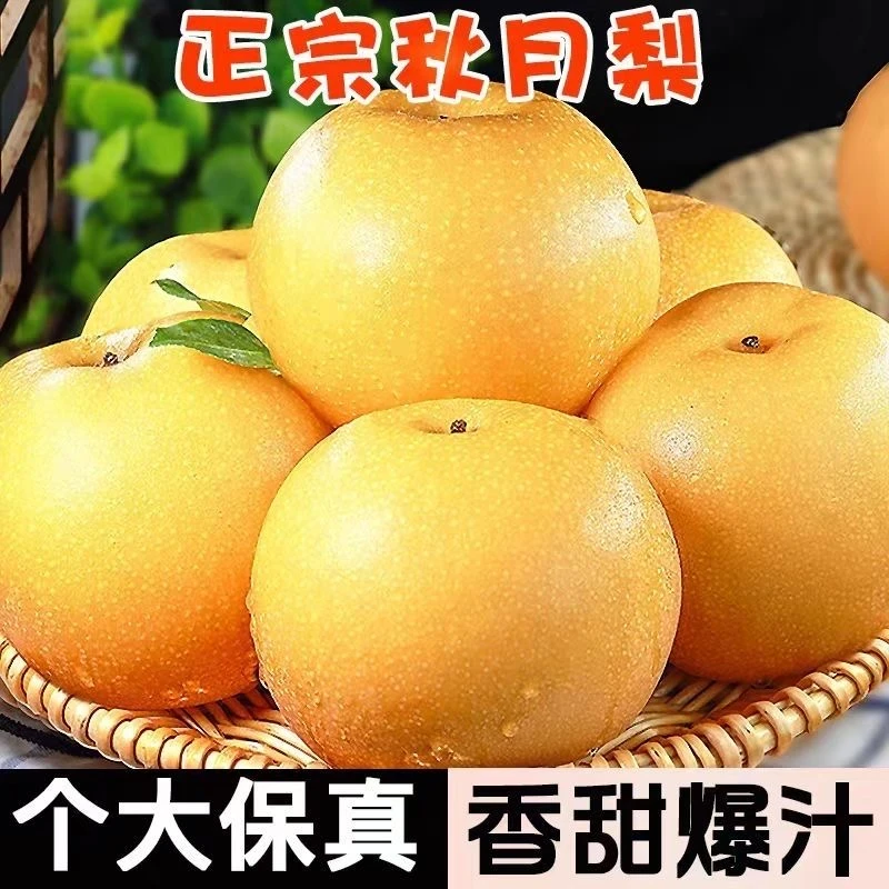 正宗秋月梨新梨2025现摘应季水果梨子褐皮梨带箱5斤冰糖梨子