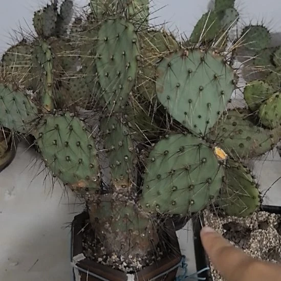 仙人掌侧芽仙人掌侧芽