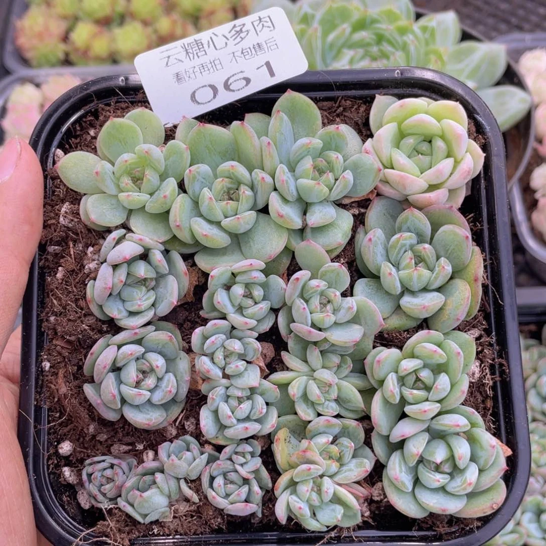 云糖心多肉植物61