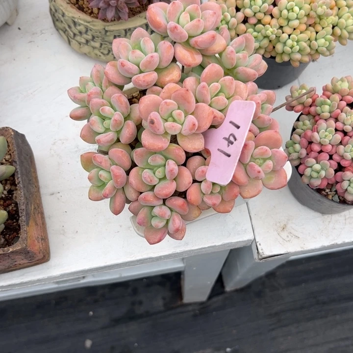 3***糖多肉植物一物一拍