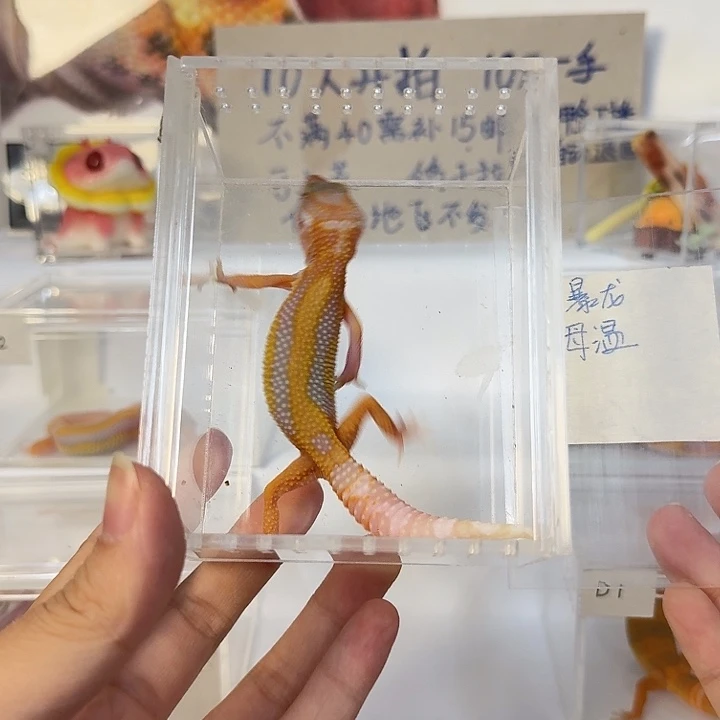 豹纹守宫暴龙，妹妹
