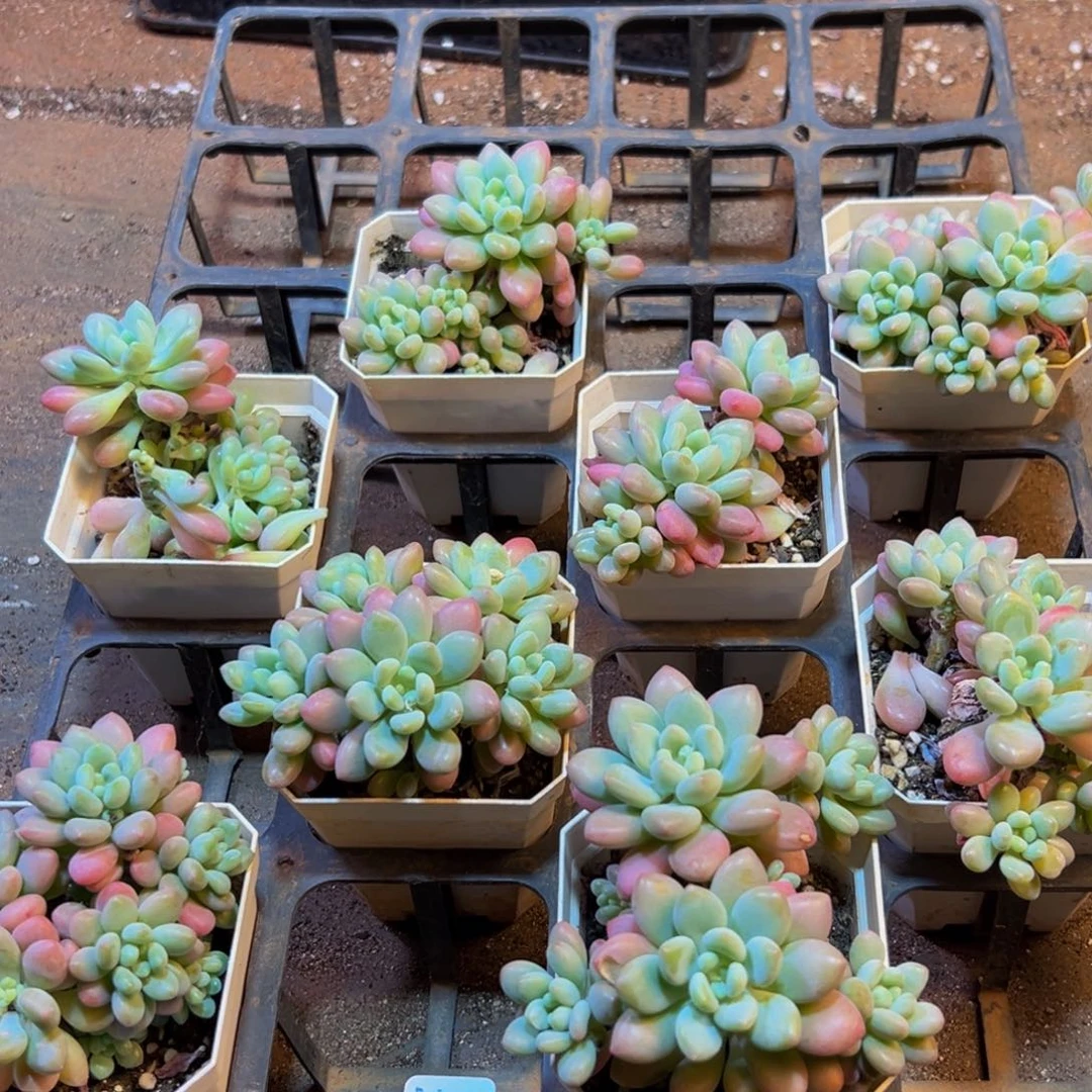 209大热天的一天从