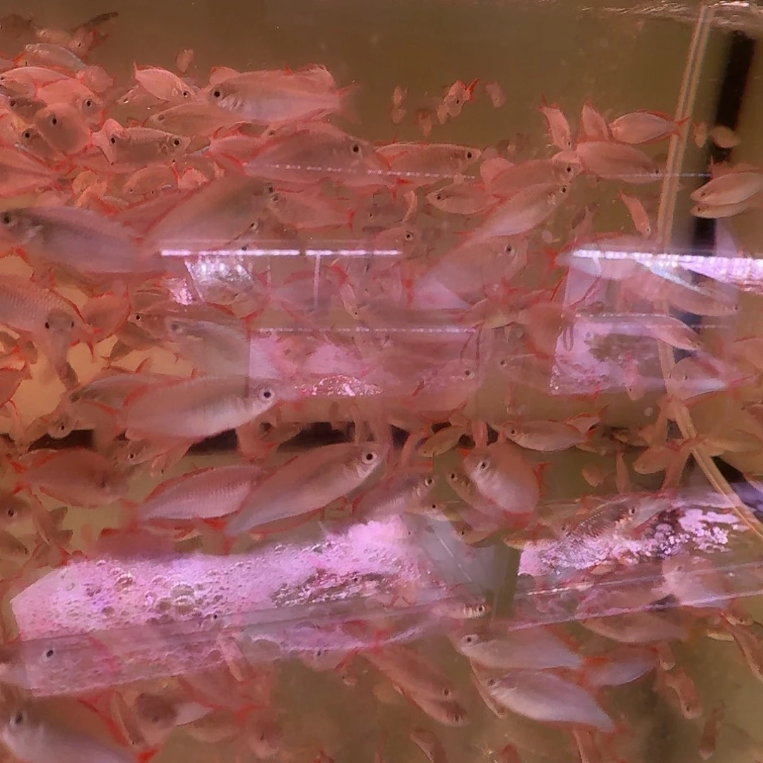 灯科鱼刚果美人鱼20条装