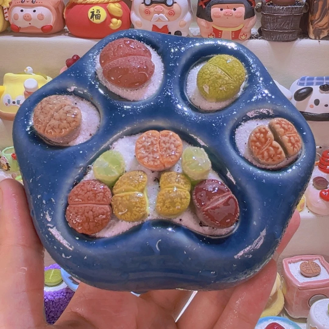 016猫爪生石花话连盆带土包邮