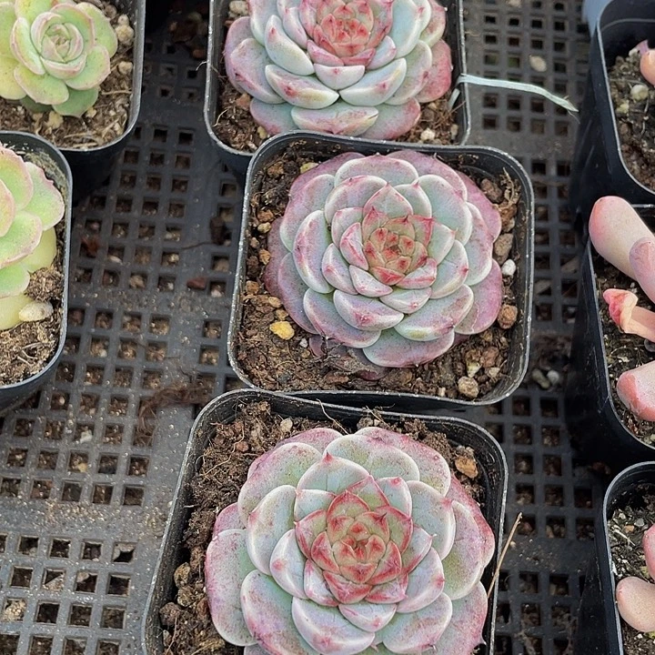 天鹅绒带盆土发货