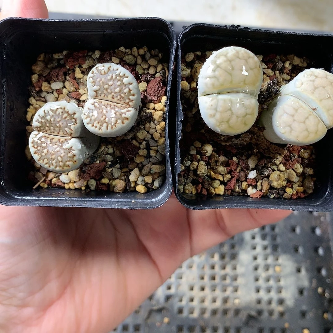K167多肉植物保护